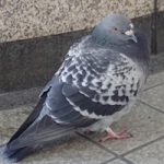 鳩胸さん必見！　鳩胸の悩みを解消して効果的にバストアップするコツ